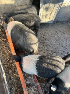 purcei bazna varsta 3 luni 