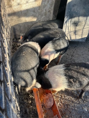 purcei bazna varsta 3 luni  - imagine 2