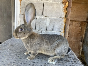 Masculas de vanzare - imagine 2