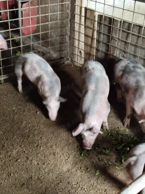 Porci pietrain - imagine 2