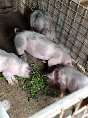 Porci pietrain - imagine 5