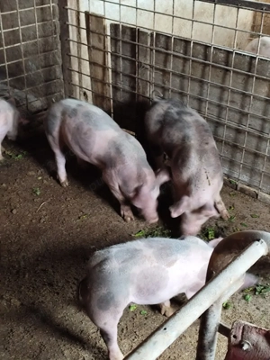 Porci pietrain - imagine 3