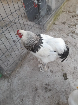 Cocosi de vanzare - imagine 3