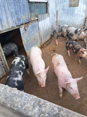 vând purcei  - imagine 4