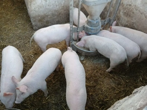 vând purcei - imagine 2