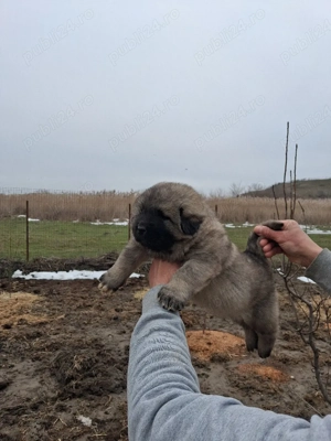 mascul caucazian! - imagine 4