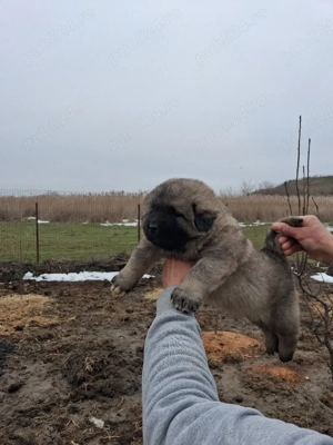 mascul caucazian! - imagine 3