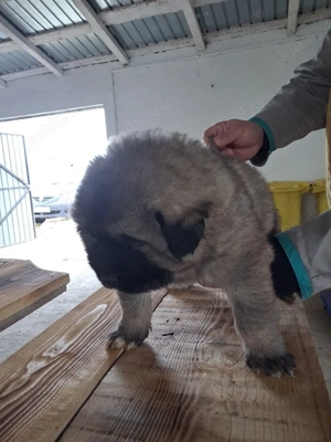 mascul caucazian! - imagine 2