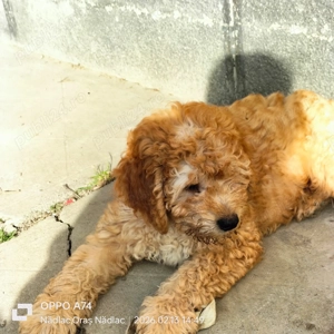 Pudel  talie medie mascul și femelă! - imagine 2