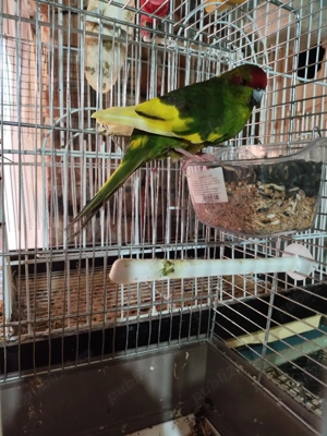 Papagali Kakariki 