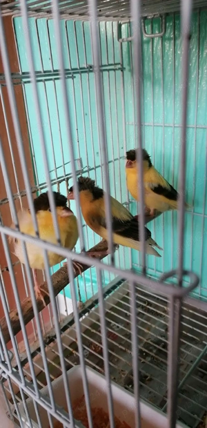 Canari de vânzare  - imagine 4