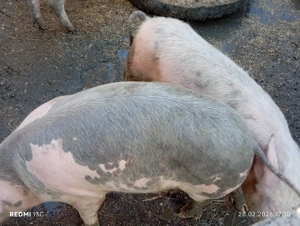 Șoldani de vînzare  - imagine 2