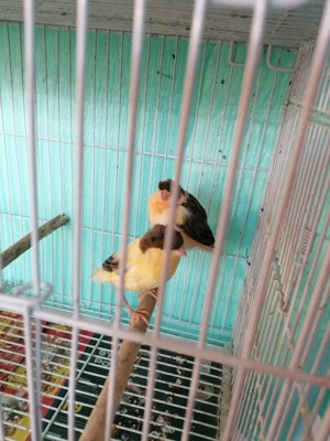 Canari de vânzare  - imagine 2