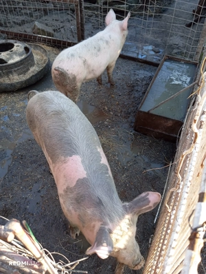 Șoldani de vînzare 