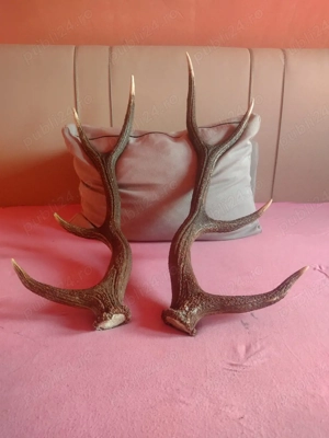 vand Pereche COARNE 4.Raze