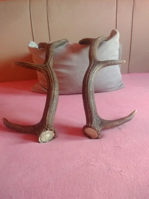 vand Pereche COARNE 4.Raze