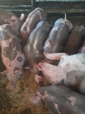 Vand purcei pietrain, rasa pura  - imagine 4