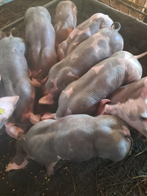 Vand purcei pietrain, rasa pura  - imagine 2