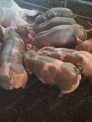 Vand purcei pietrain, rasa pura 