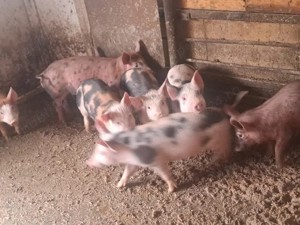 vând purcei  - imagine 2