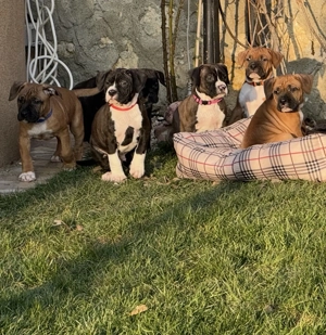 Pui amstaff caută căsuță - imagine 2