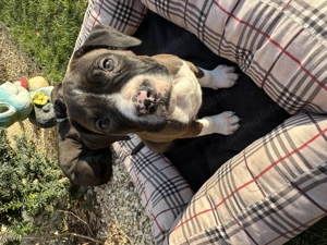 Pui amstaff caută căsuță - imagine 4