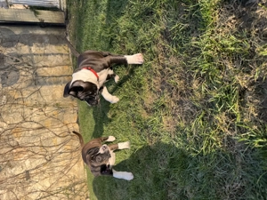 Pui amstaff caută căsuță