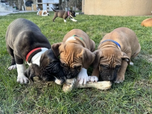 Pui amstaff caută căsuță - imagine 3