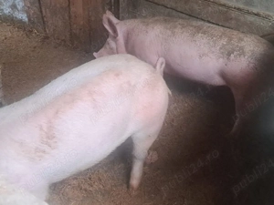 vând vier  - imagine 2