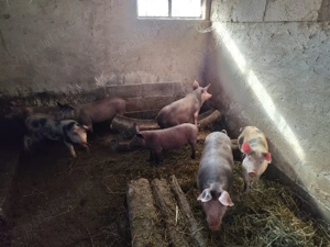 Vând șoldani Petreni!