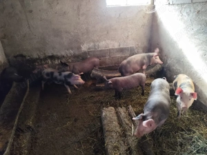 Vând șoldani Petreni! - imagine 2