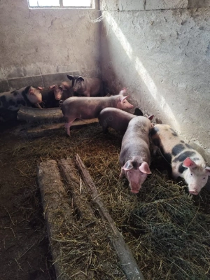 Vând șoldani Petreni! - imagine 3