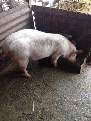 grasuni de vanzare - imagine 2