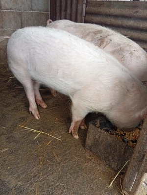 grasuni de vanzare - imagine 3