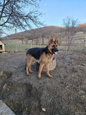 Mascul Ciobanesc german! - imagine 2