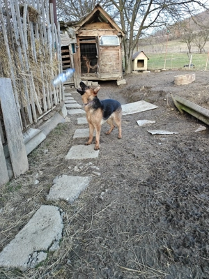 Mascul Ciobanesc german! - imagine 5