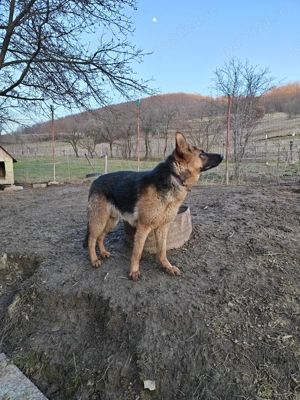 Mascul Ciobanesc german! - imagine 3