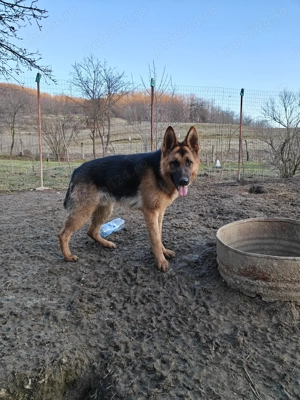 Mascul Ciobanesc german! - imagine 4