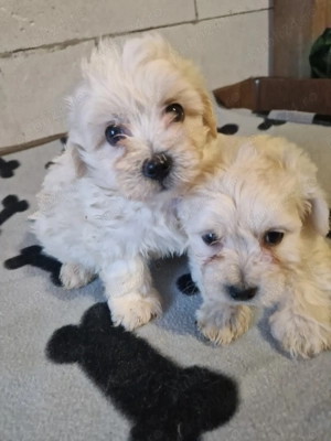 Băieței Bichon maltez  - imagine 3