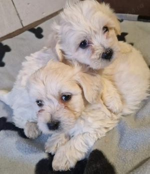 Băieței Bichon maltez  - imagine 2