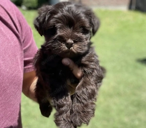 Caniche pudel  1200 lei