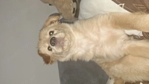 Dau spre adoptie catelusa in varsta de 3 luni 