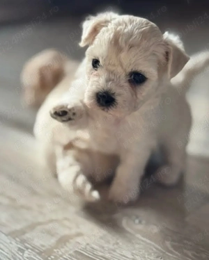 Vand bichon maltez talie mica 6 saptamani 