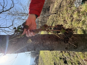 Vând butași de mure   soi Thornfree