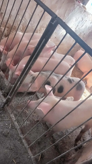 soldani marele alb cu petrean  - imagine 2