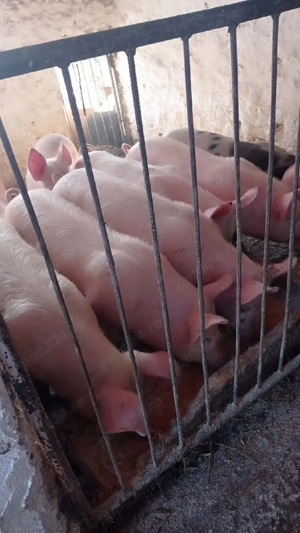 soldani marele alb cu petrean  - imagine 3