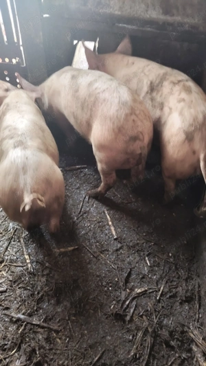 Vand porci 40-50kg!