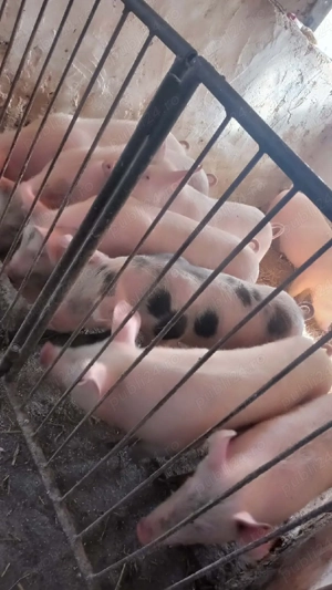 soldani marele alb cu petrean 