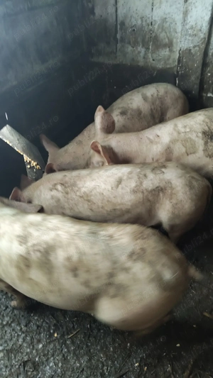 Vand porci 40-50kg! - imagine 2