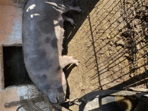 Porci de vanzare - imagine 3